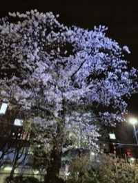 【池袋・北口】夜桜の季節到来！お花見帰りのメンズエステは「プールサイド」へ